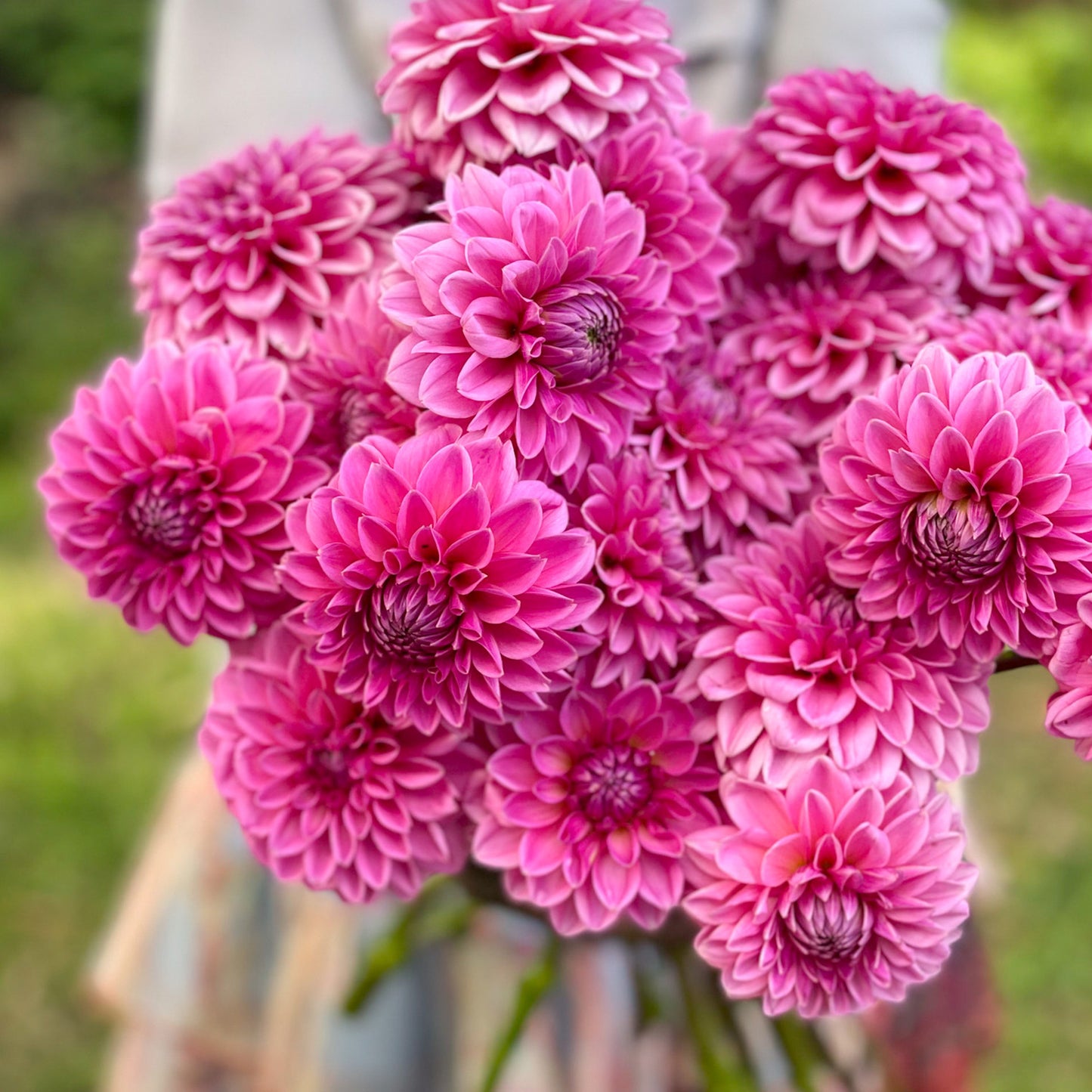 PINK SYLVIA/SANDRA BALL - 3 SINGLE TUBERS