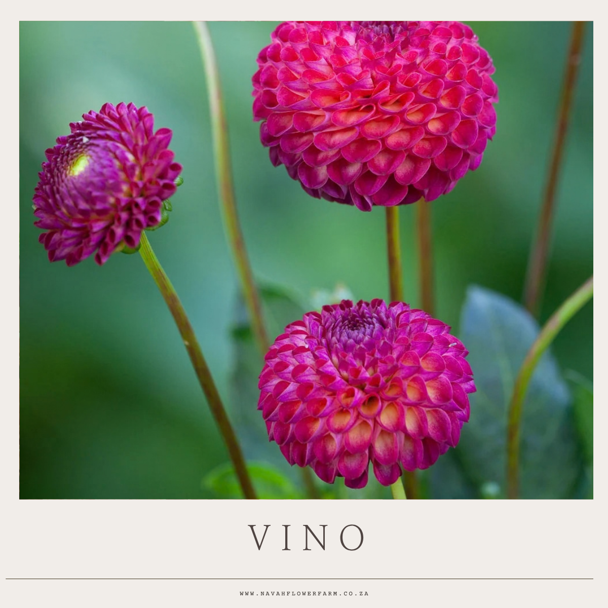 VINO - 1 CLUMP (COLLECTORS ITEM)