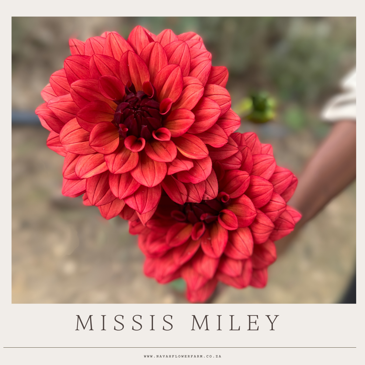 MISSES MILEY - 1 CLUMP