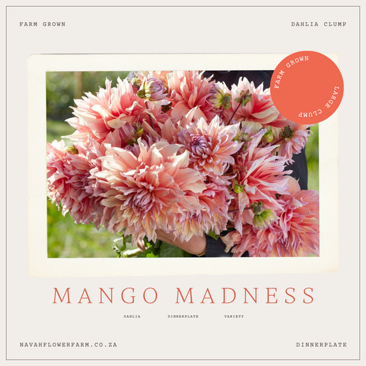 MANGO MADNESS - 1 CLUMP