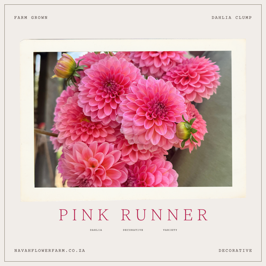 PINK RUNNER - 1 CLUMP