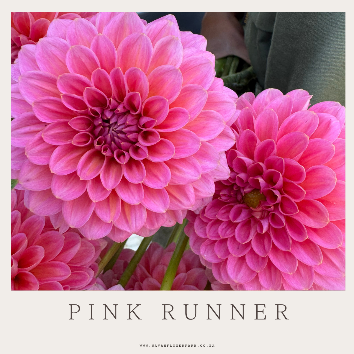 PINK RUNNER - 1 CLUMP