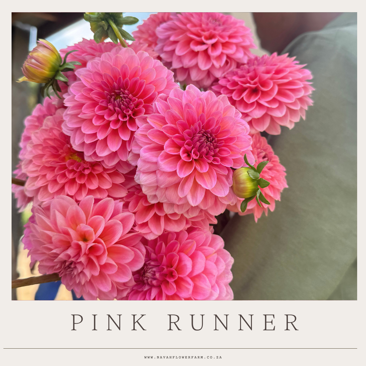 PINK RUNNER - 1 CLUMP