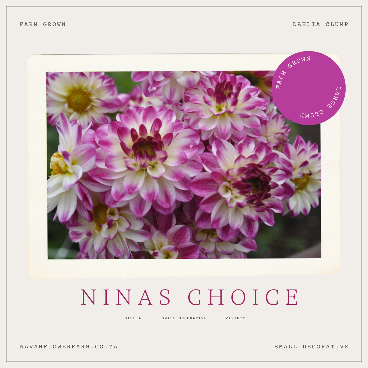 NINA'S CHOICE- 1 CLUMP
