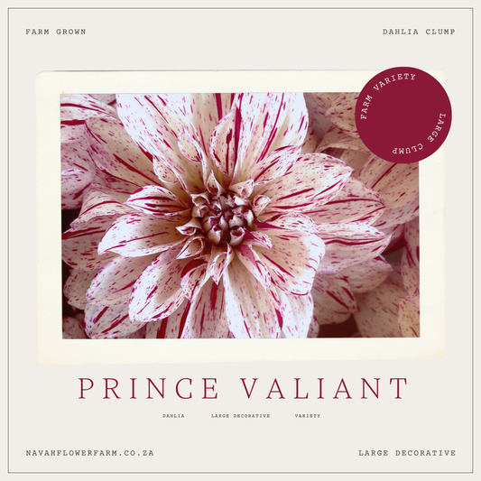 PRINCE VALIANT - 1 CLUMP