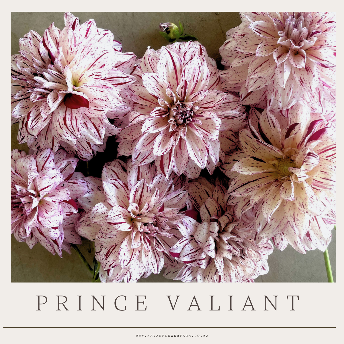 PRINCE VALIANT - 1 CLUMP