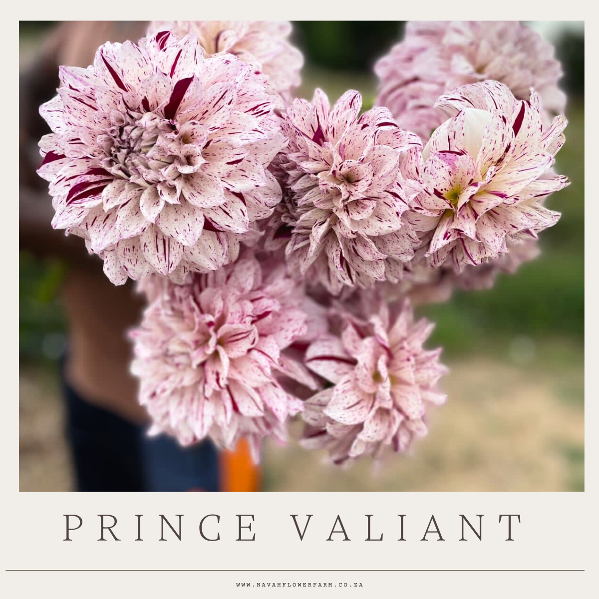 PRINCE VALIANT - 1 CLUMP