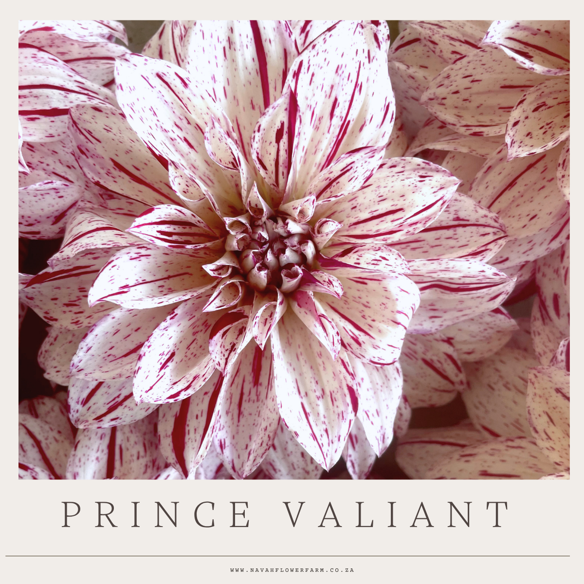 PRINCE VALIANT - 1 CLUMP
