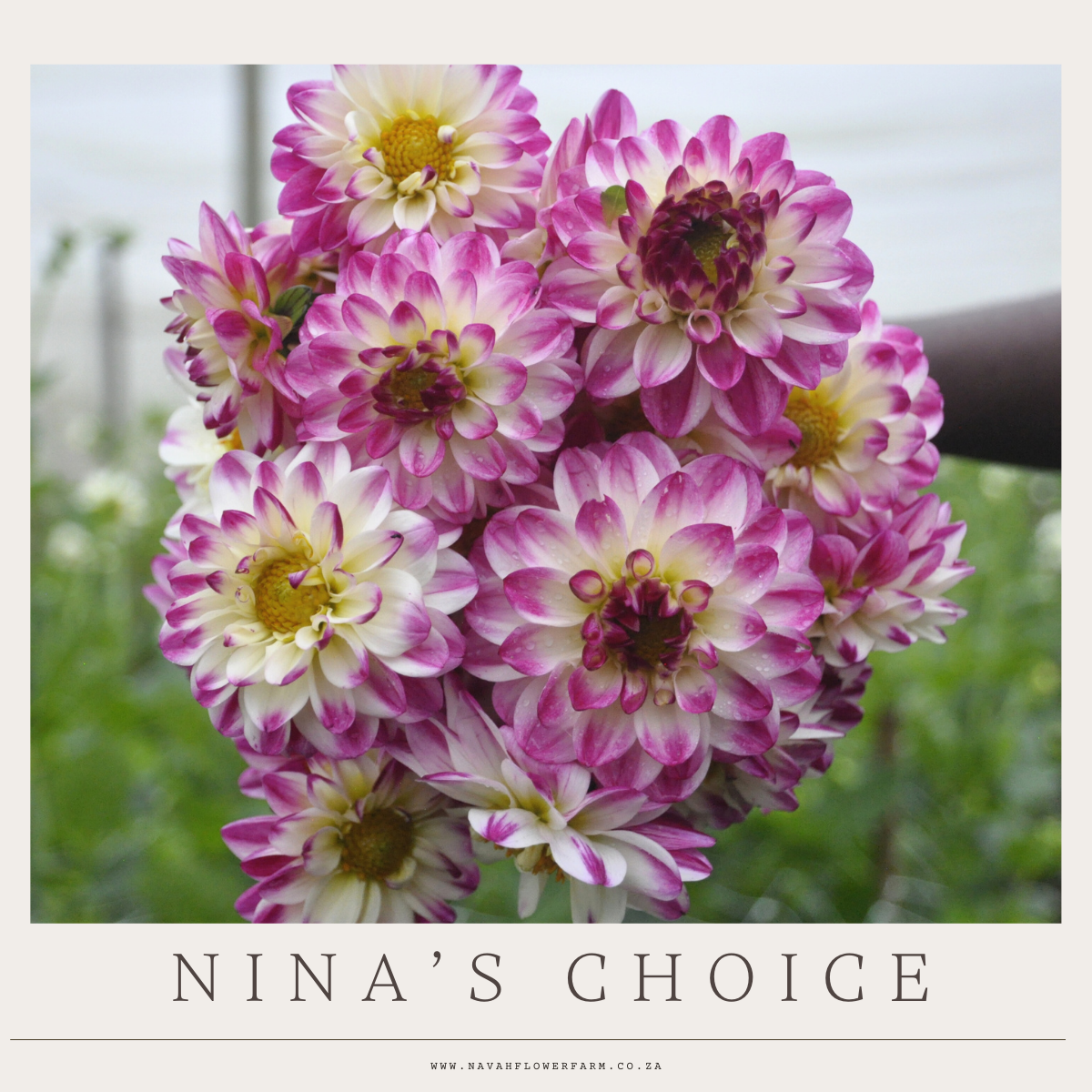 NINA'S CHOICE- 1 CLUMP