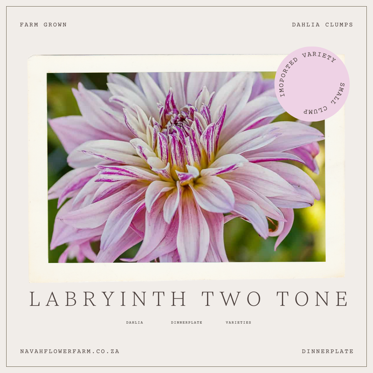 LABRYINTH TWO TONE - 1 CLUMP (imported small clump) – Navah Flower Farm