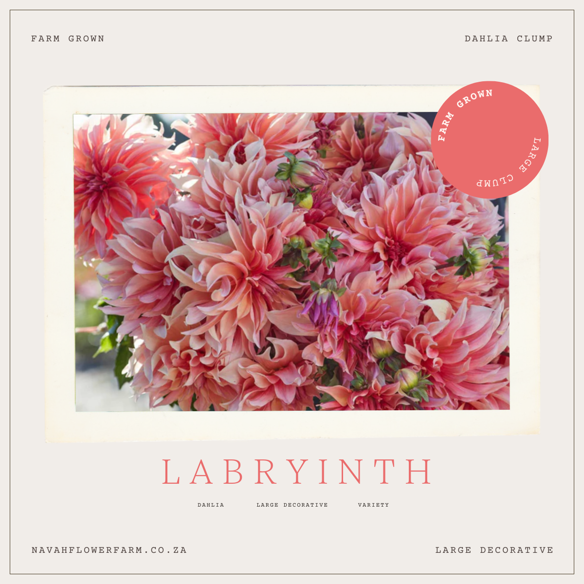 LABRYINTH - 1 CLUMP – Navah Flower Farm