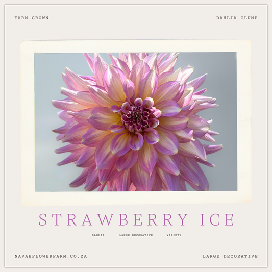STRAWBERRY ICE - 1 CLUMP