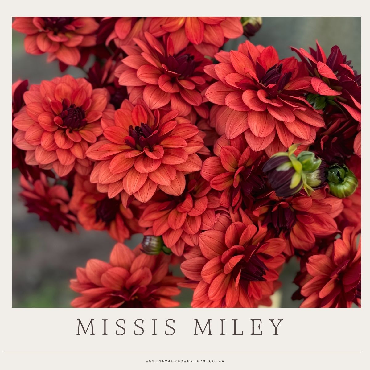 MISSES MILEY - 1 CLUMP