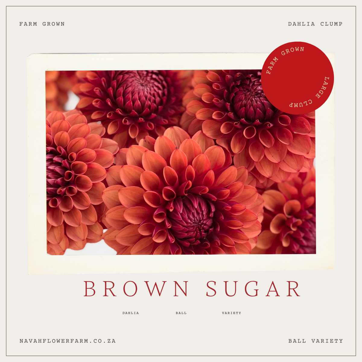 BROWN SUGAR - 1 CLUMP