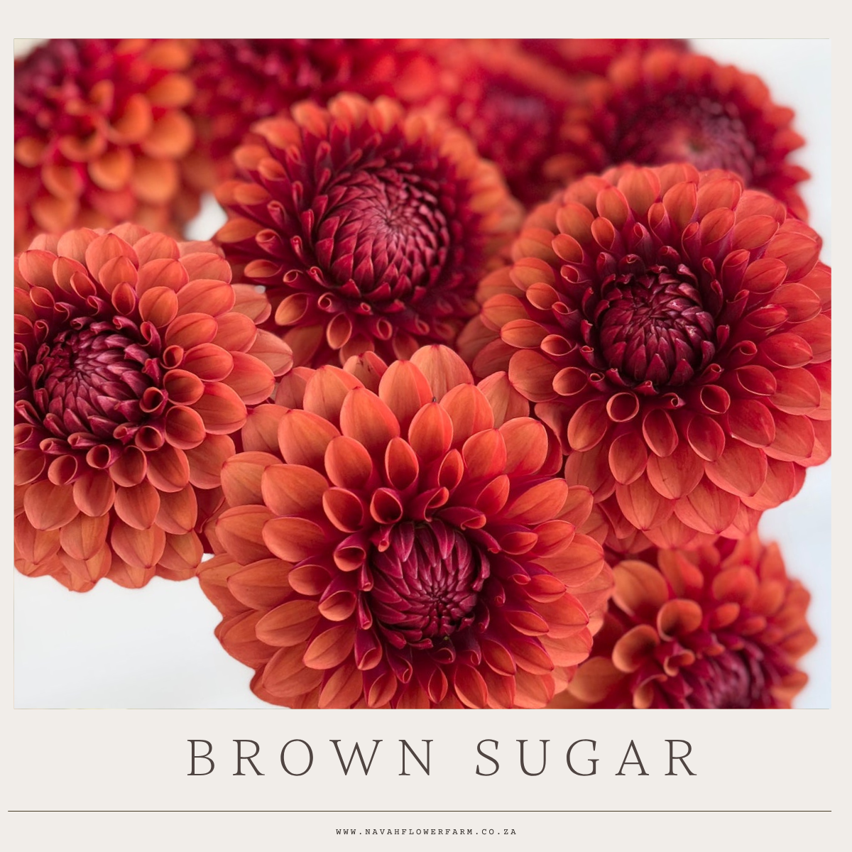 BROWN SUGAR - 1 CLUMP