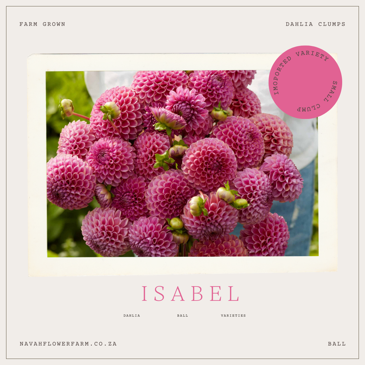 ISABEL - 1 CLUMP(imported small  clump)