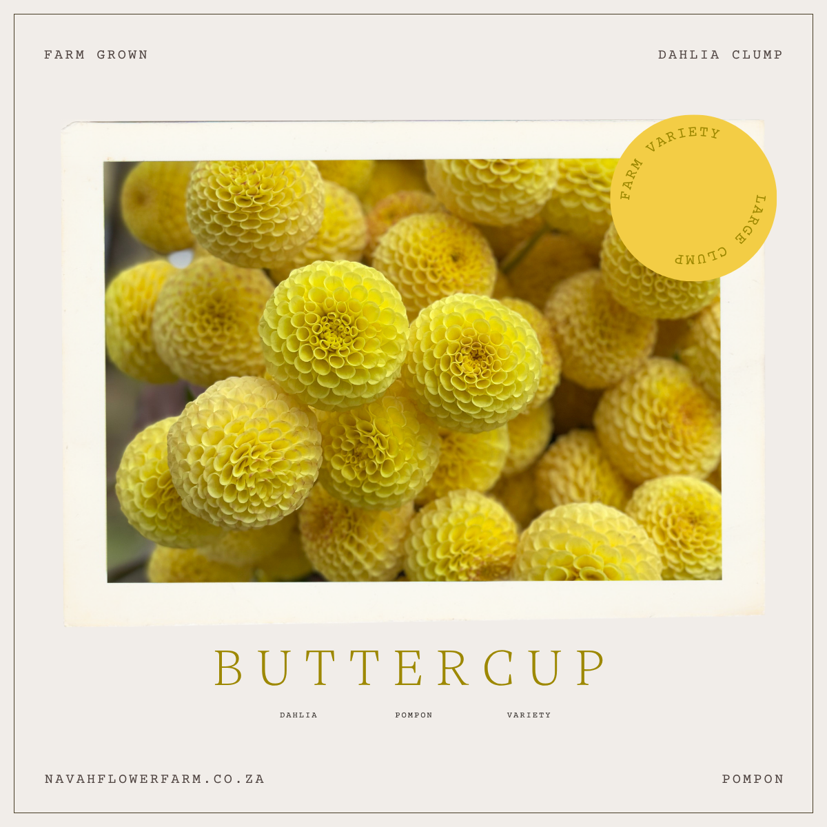 BUTTERCUP - 1 CLUMP