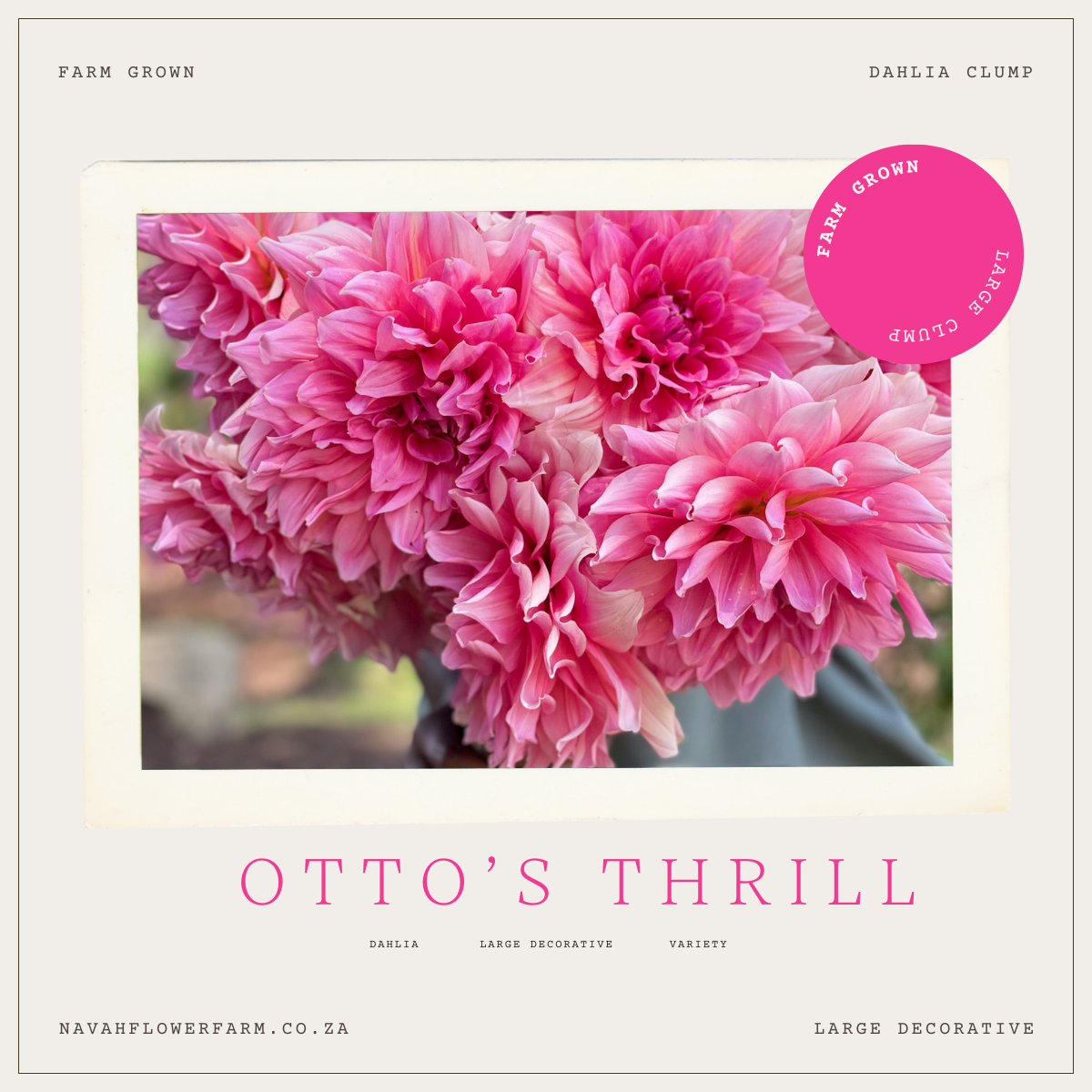 OTTO'S THRILL - 1 CLUMP – Navah Flower Farm