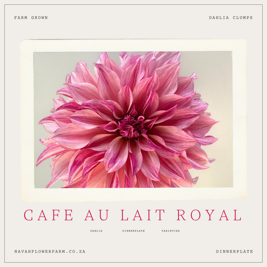 CAFE AU LAIT ROYAL - 1 CLUMP