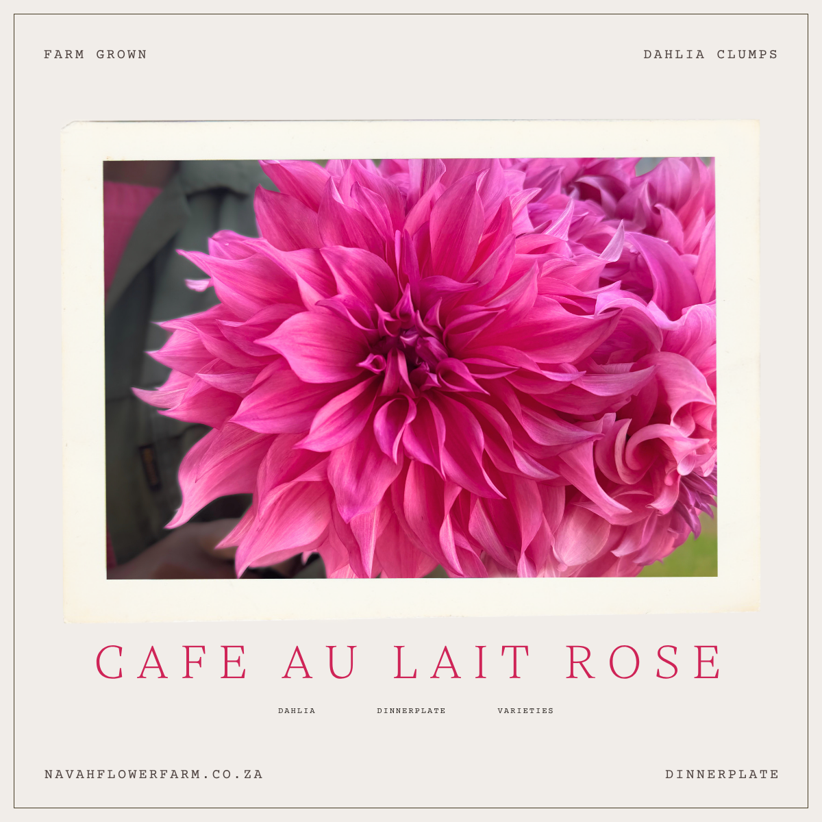 CAFE AU LAIT ROSE - 1 CLUMP