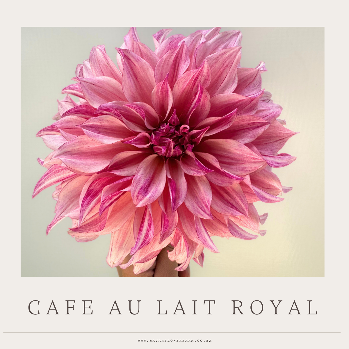 CAFE AU LAIT ROYAL - 1 CLUMP