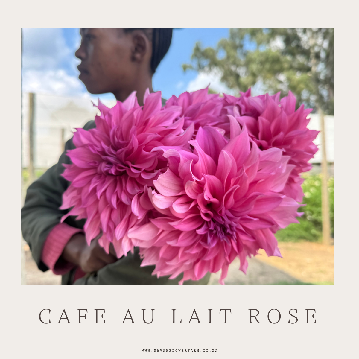CAFE AU LAIT ROSE - 1 CLUMP