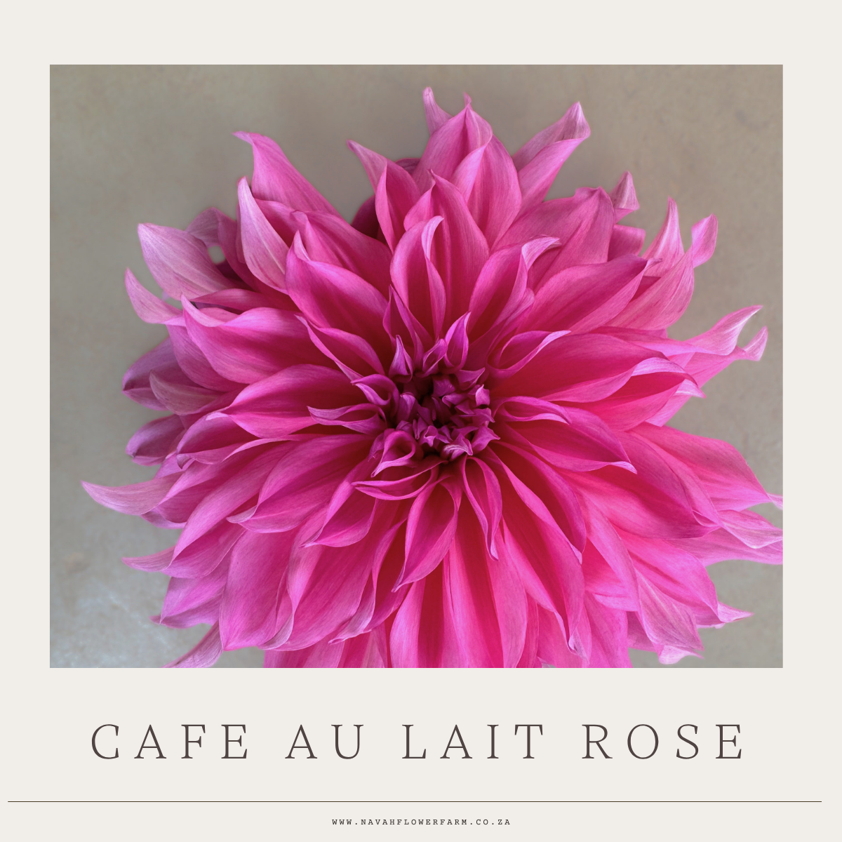 CAFE AU LAIT ROSE - 1 CLUMP