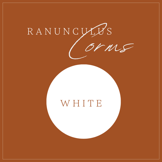 RANUNCULUS - 200 CORMS WHITE