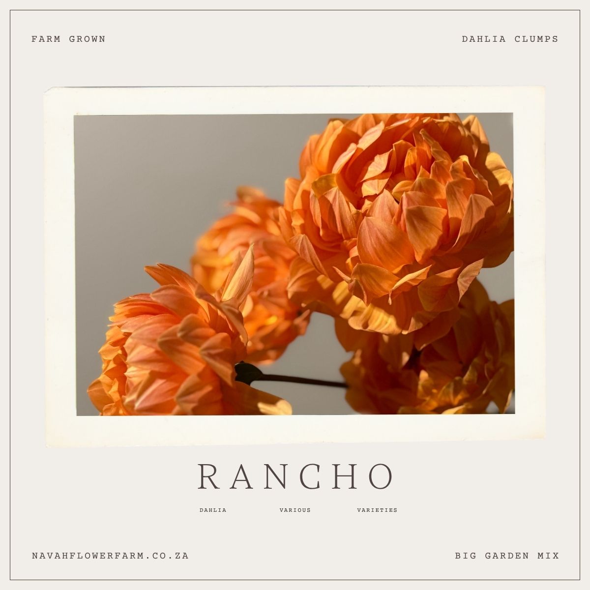RANCHO - 1 CLUMP
