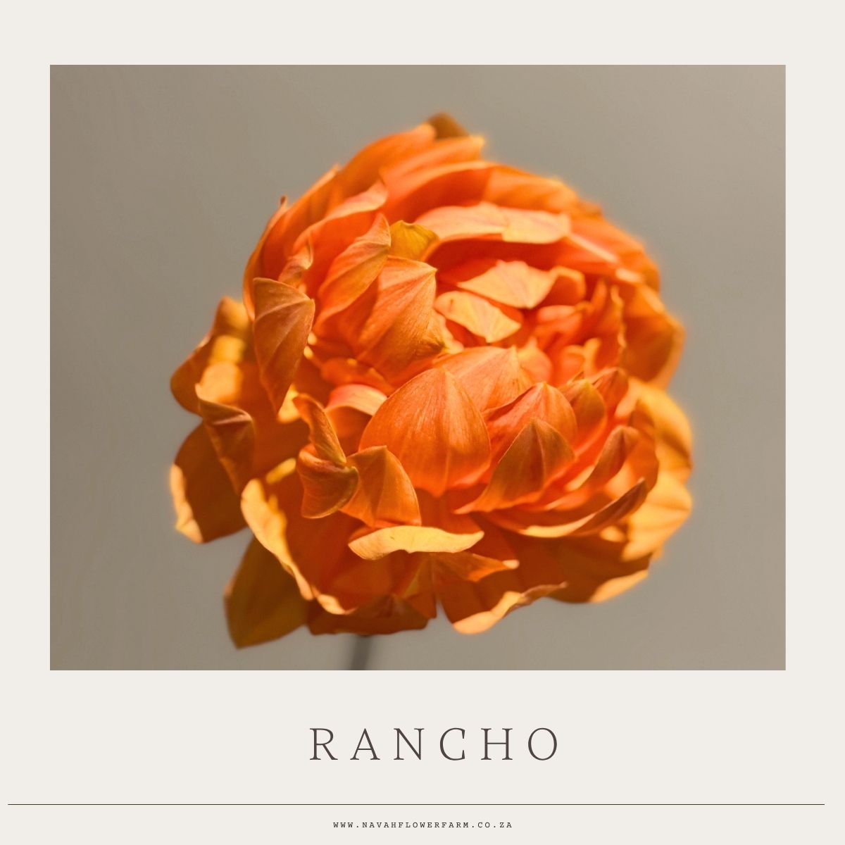 RANCHO - 1 CLUMP