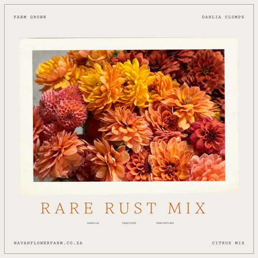 RARE RUST MIX -  10 CLUMPS