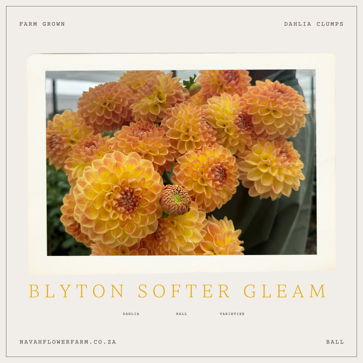 BLYTON SOFTER GLEAM - 1 CLUMP