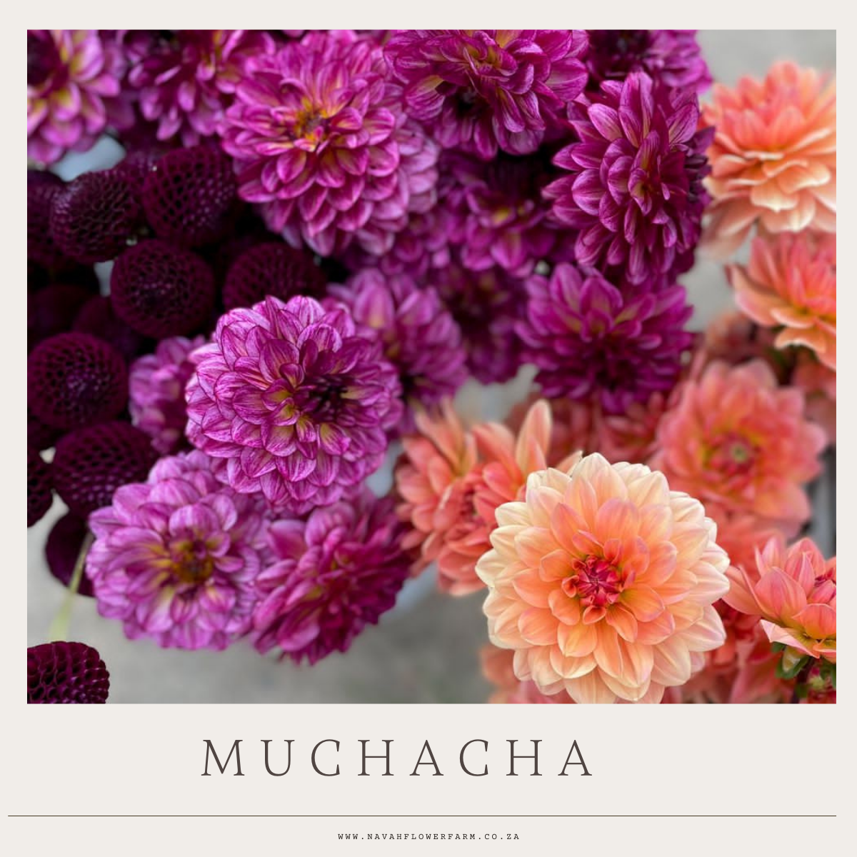 MUCHACHA - 1 CLUMP