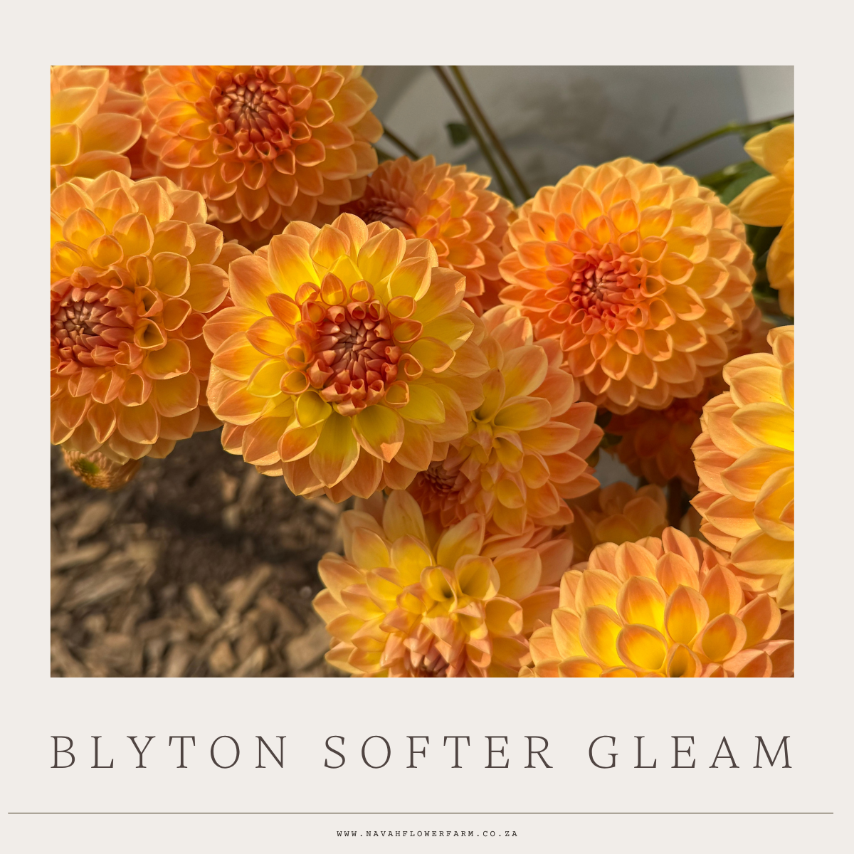 BLYTON SOFTER GLEAM - 1 CLUMP