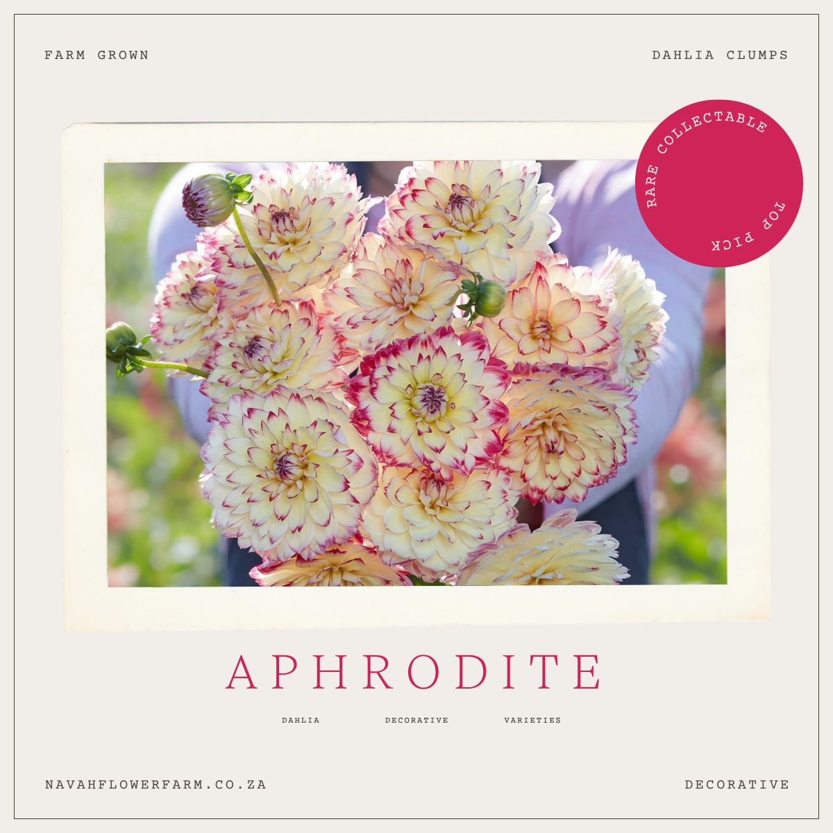 APHRODITE - 1 CLUMP (COLLECTORS ITEM)