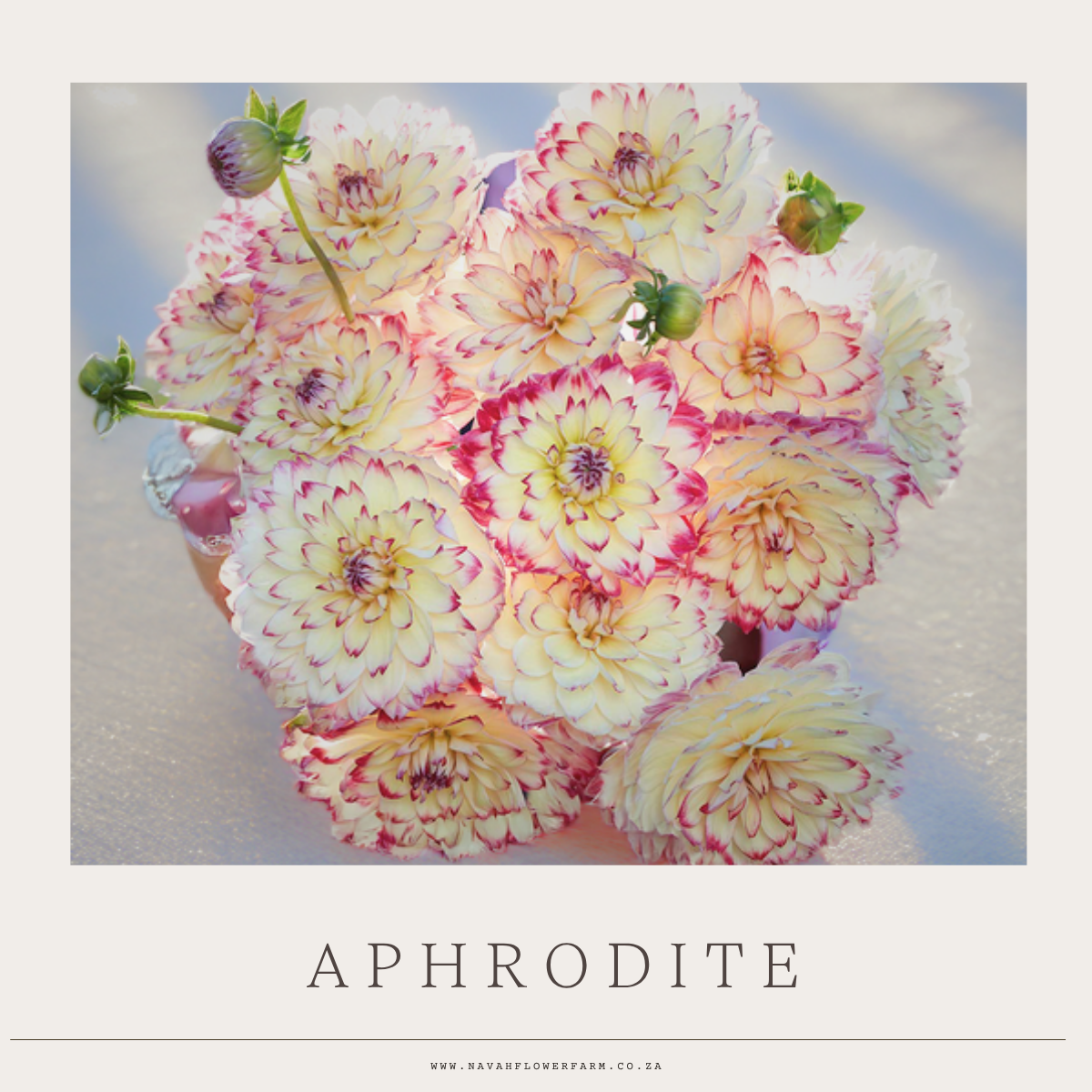 APHRODITE - 1 CLUMP (COLLECTORS ITEM)
