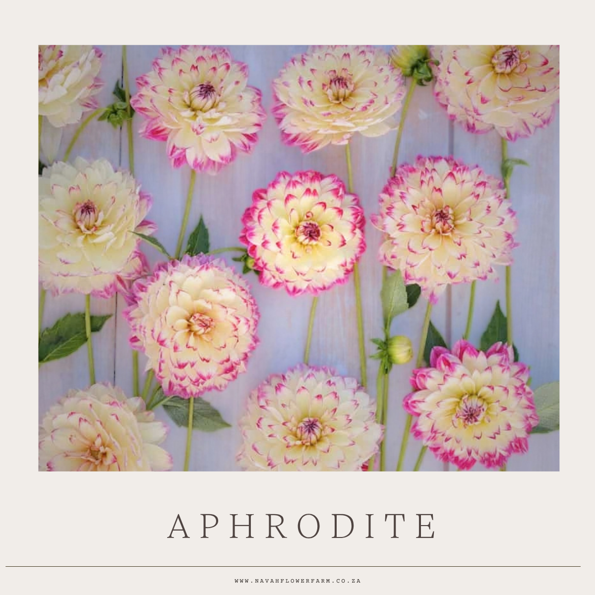 APHRODITE - 1 CLUMP (COLLECTORS ITEM)