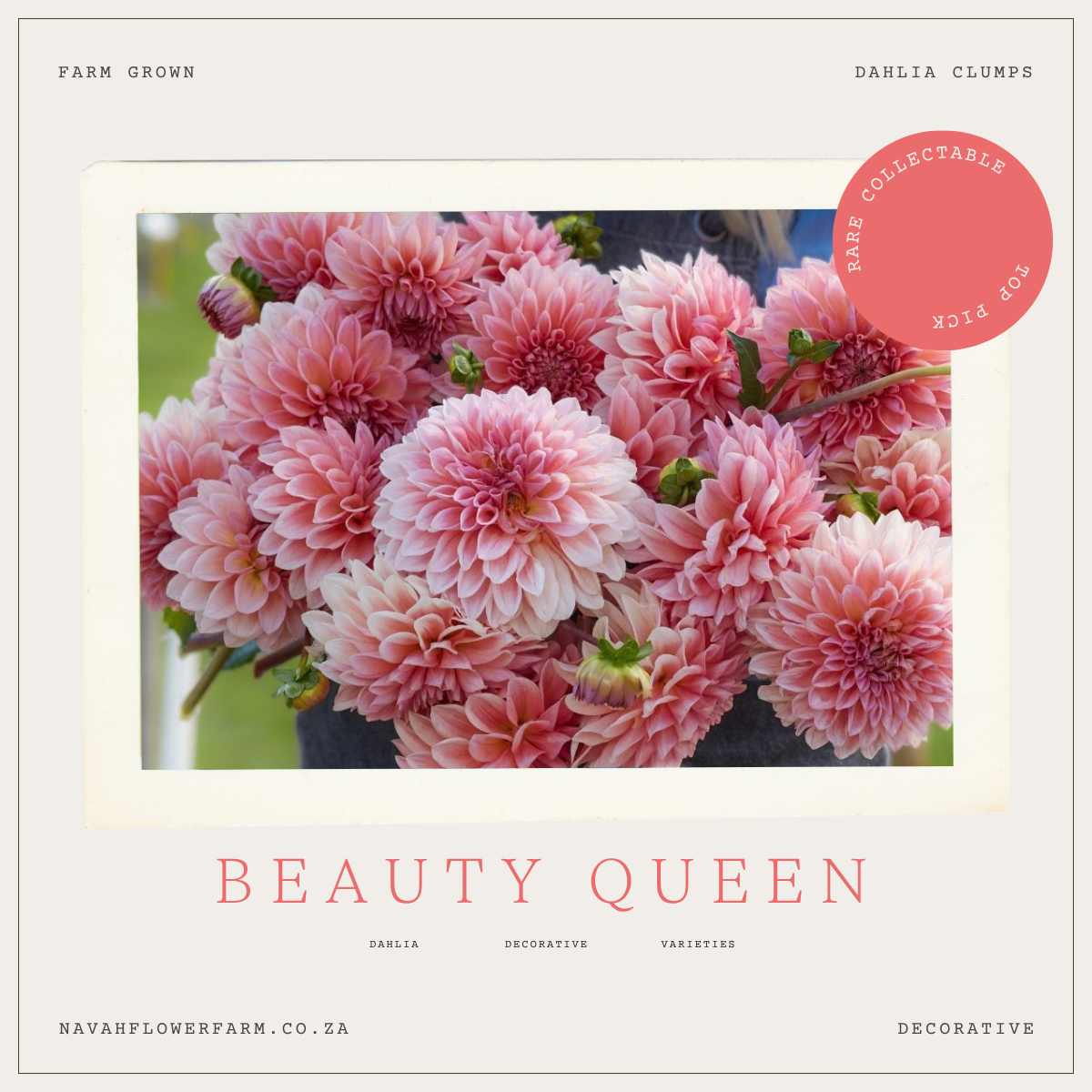 BEAUTY QUEEN - 1 CLUMP (COLLECTORS ITEM)