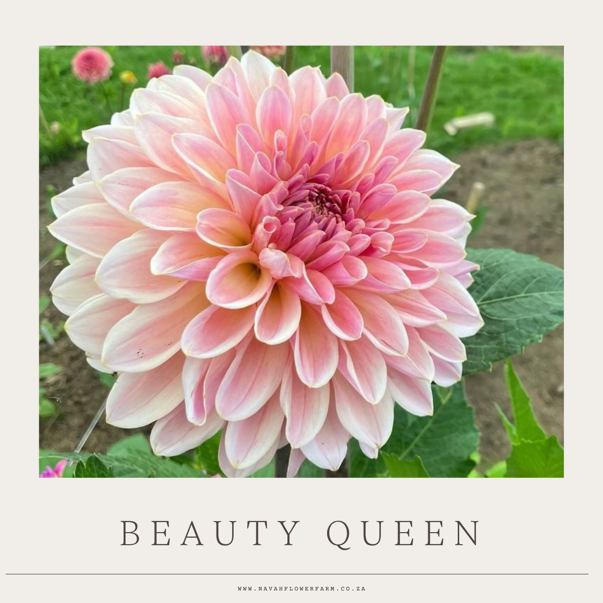 BEAUTY QUEEN - 1 CLUMP (COLLECTORS ITEM)