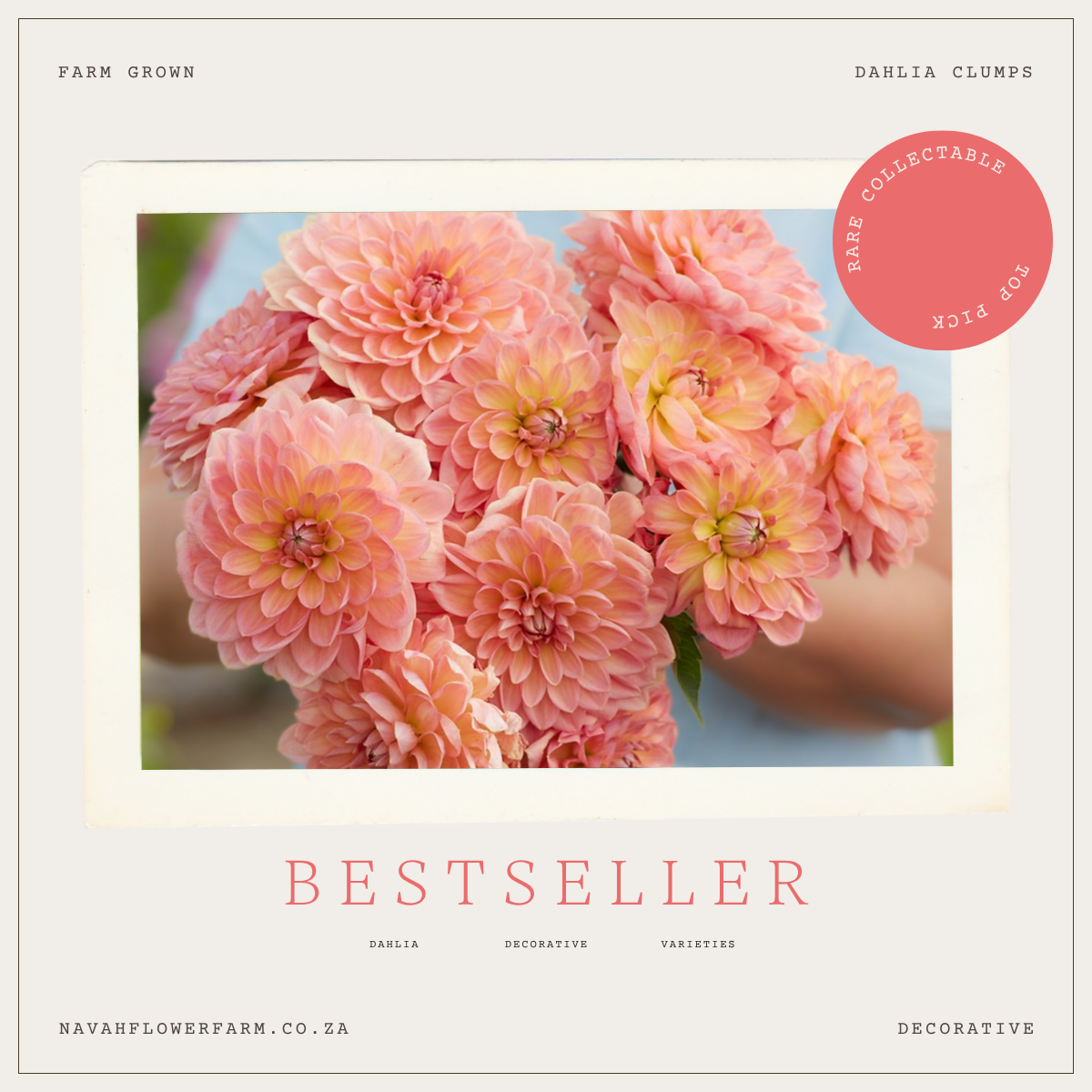 BEST SELLER - 1 CLUMP (COLLECTORS ITEM)