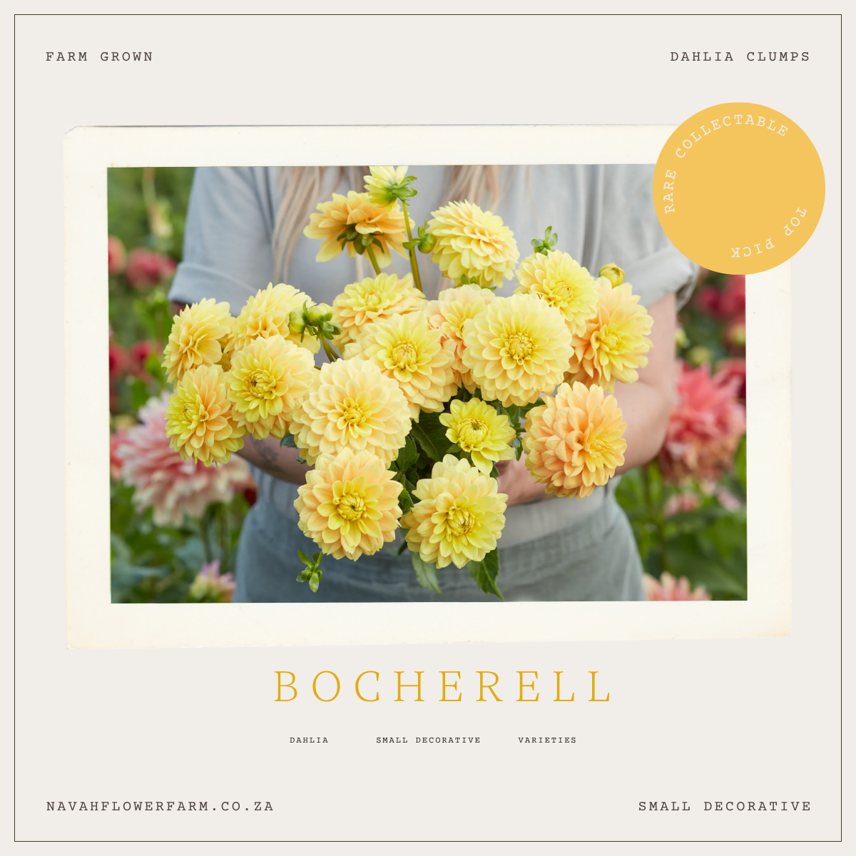 BOCHERELL - 1 CLUMP  (COLLECTORS ITEM)
