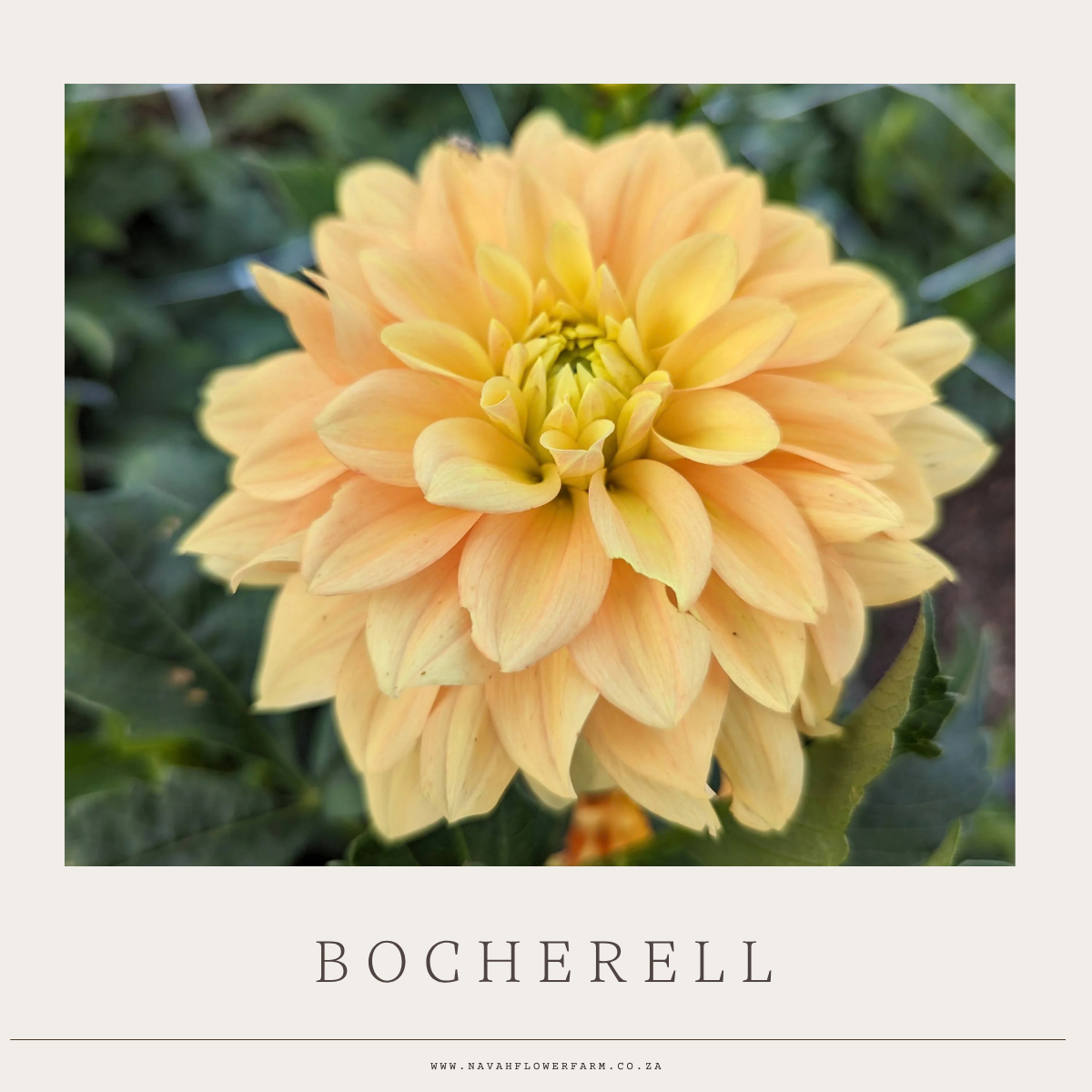 BOCHERELL - 1 CLUMP  (COLLECTORS ITEM)