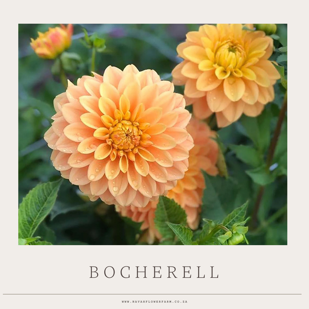 BOCHERELL - 1 CLUMP  (COLLECTORS ITEM)