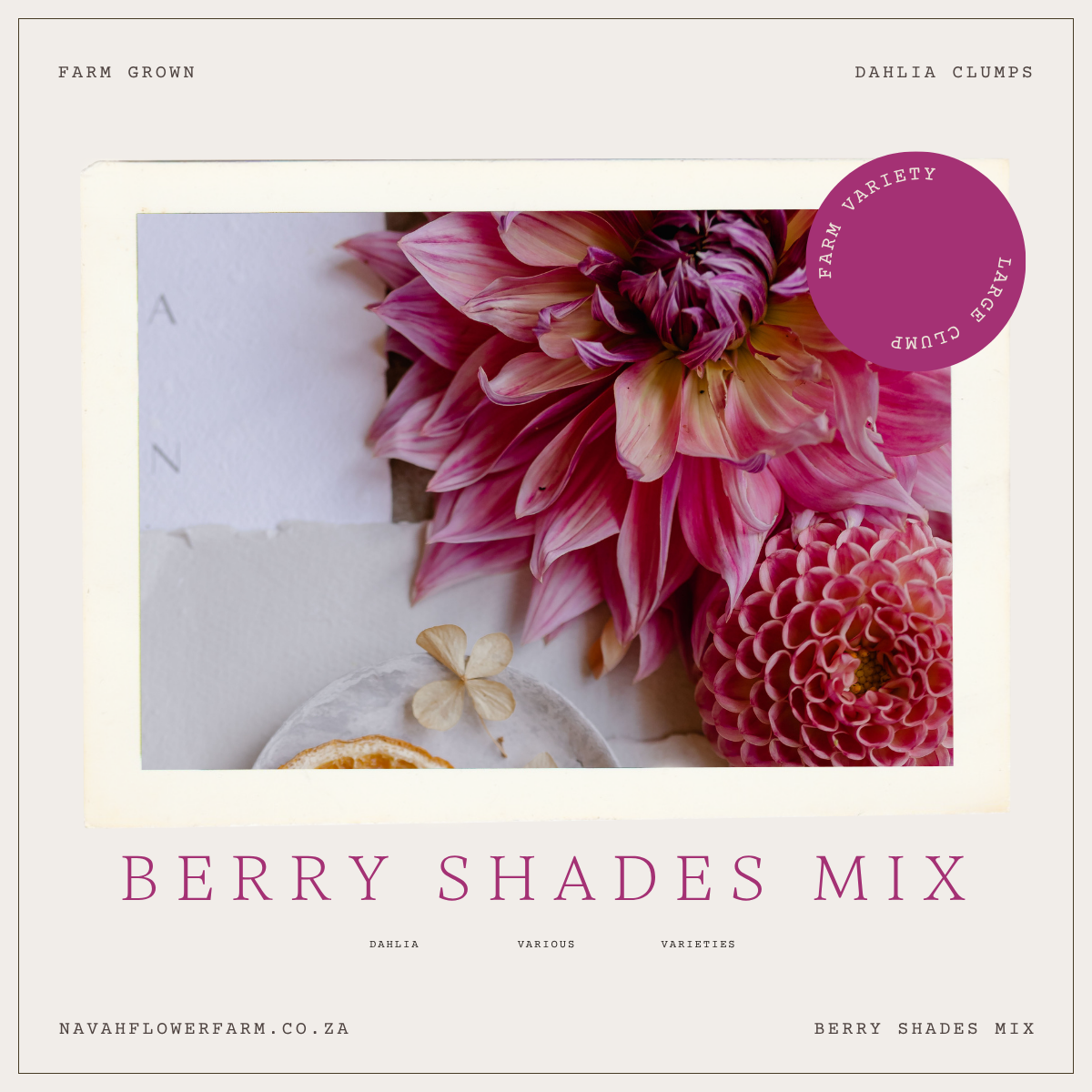 BERRY SHADES MIX - 9 CLUMPS