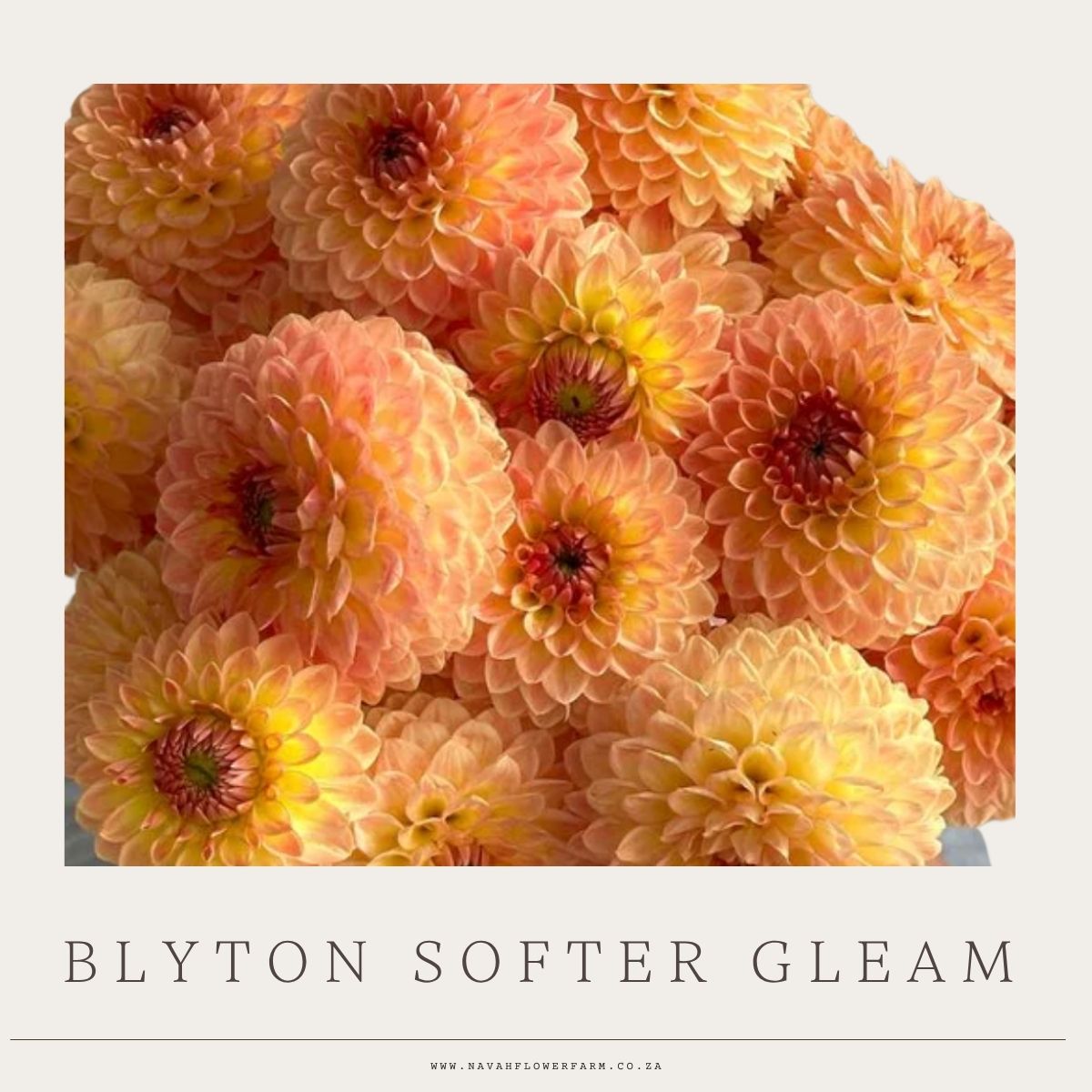 BLYTON SOFTER GLEAM - 1 CLUMP