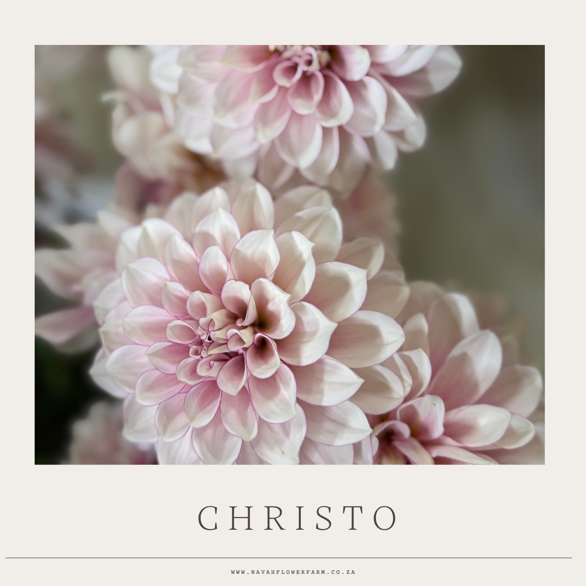 CHRISTO - 1 CLUMP