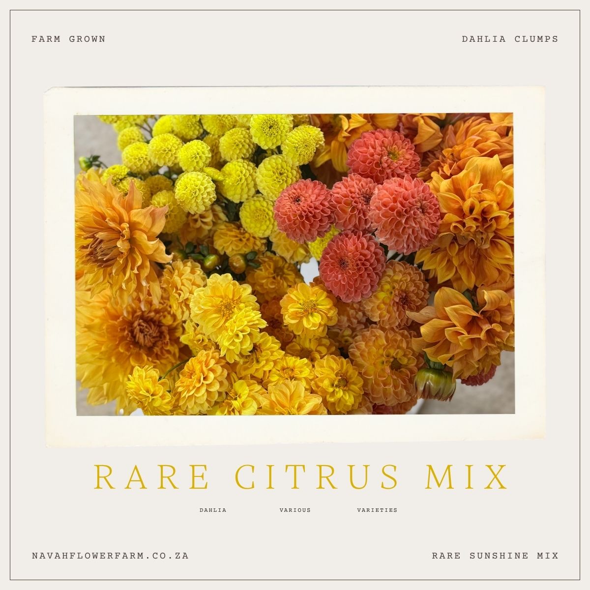 RARE CITRUS MIX -  7 CLUMPS