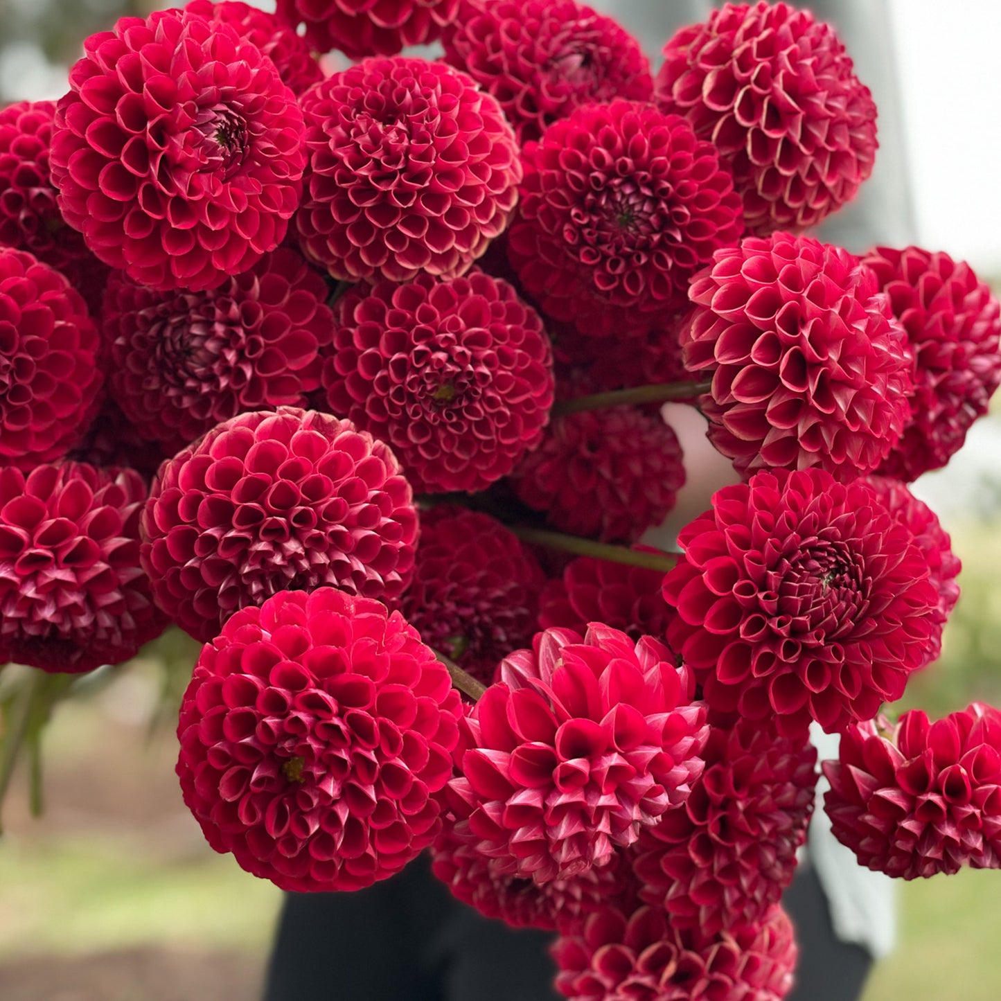 CORNEL RED - 1 CLUMP