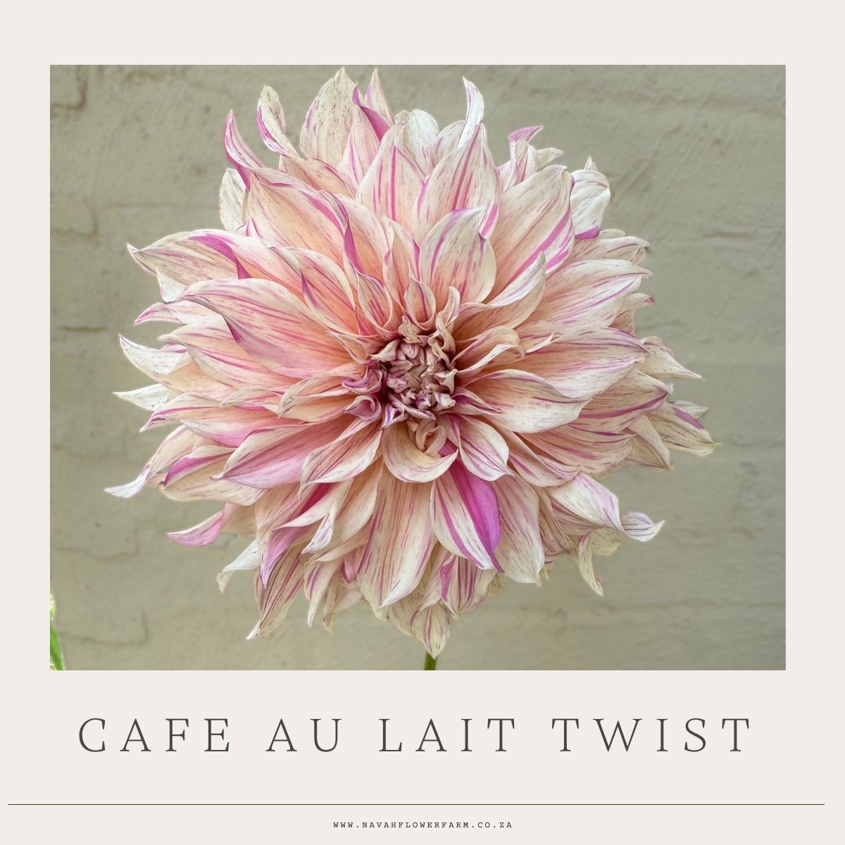 CAFE AU LAIT TWIST - 1 CLUMP