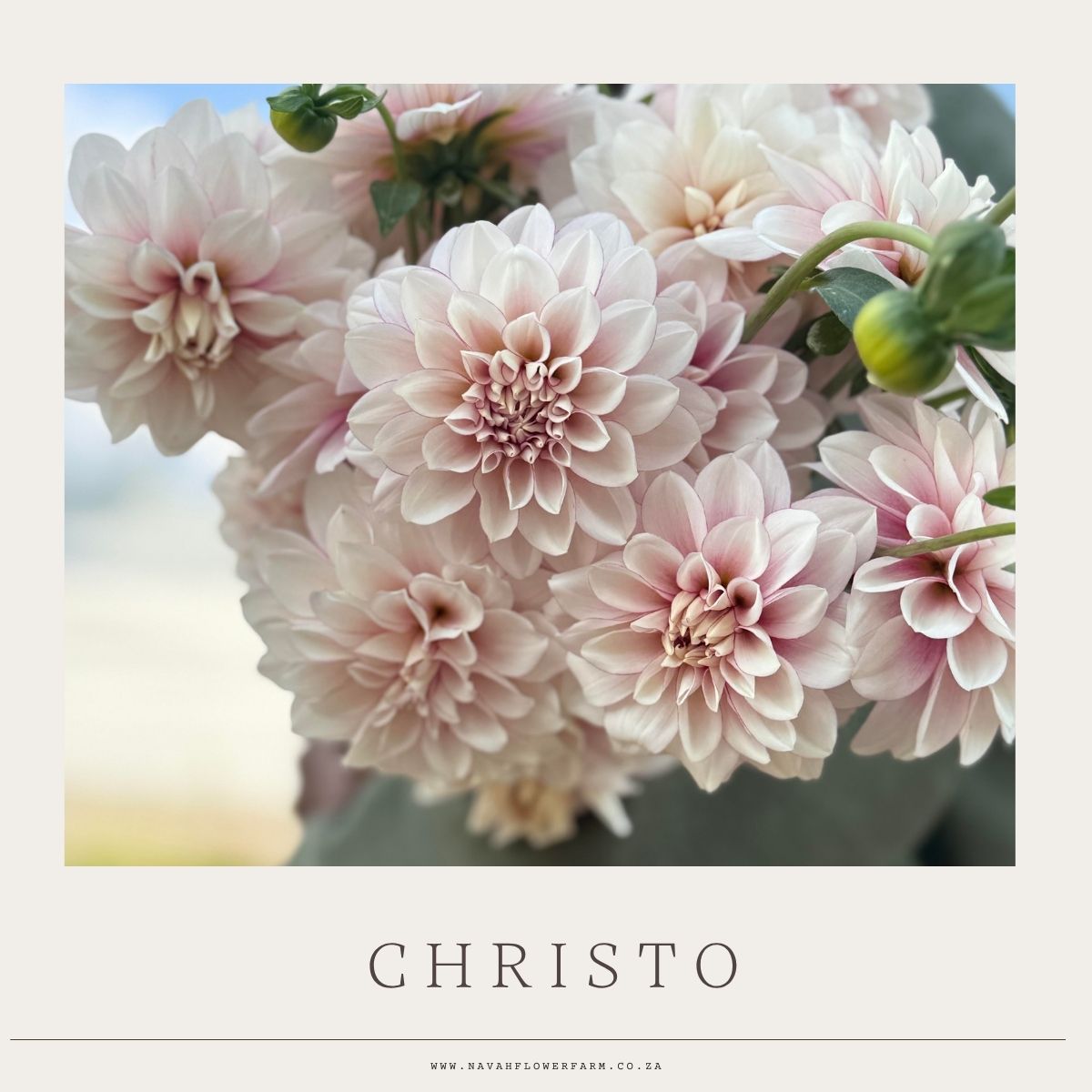 BLUSH MIX - 8 CLUMPS